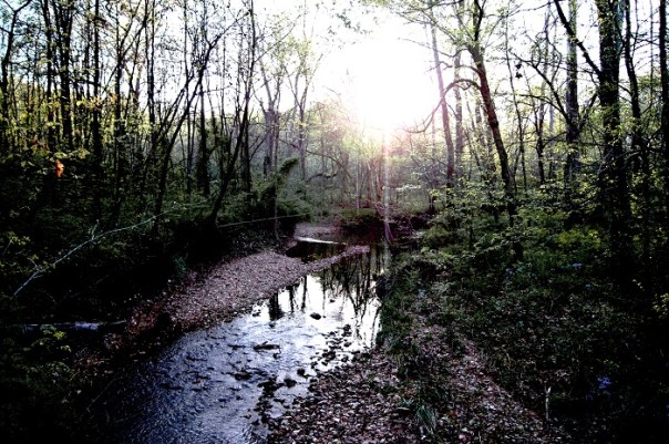 Creek, woods