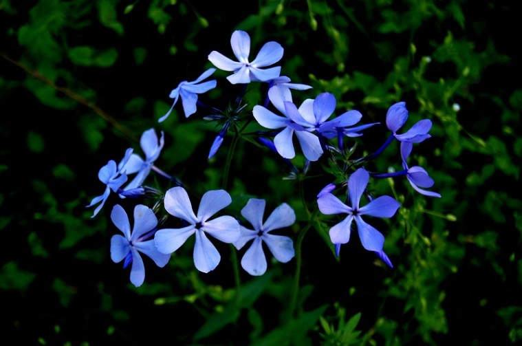 pretty petals flowers