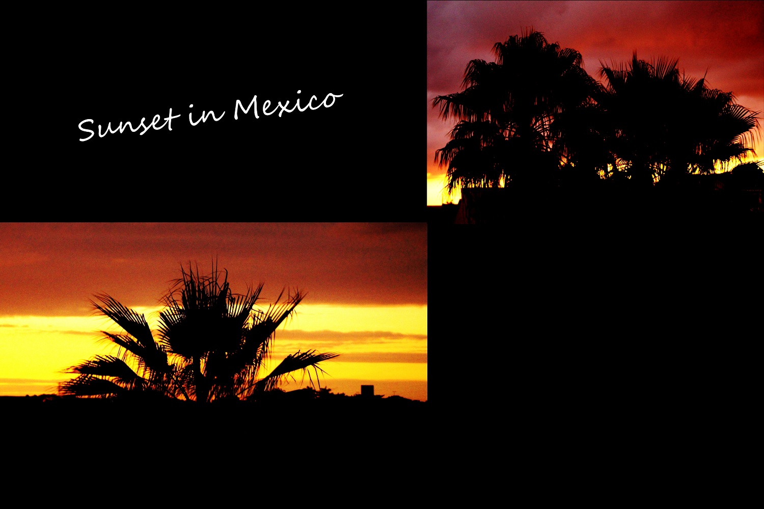 sunset in mexico palm trees