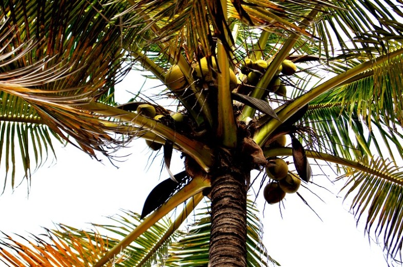 coconuts palm