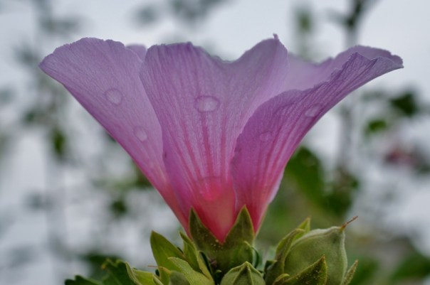 rose of sharon 1