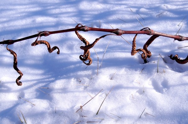 winter branch