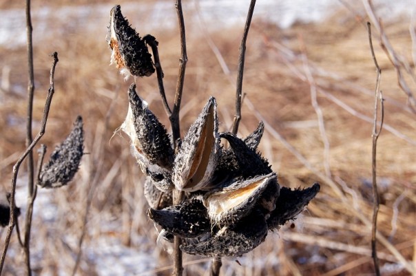 winter pods