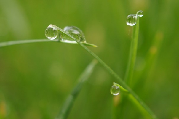 dew drops