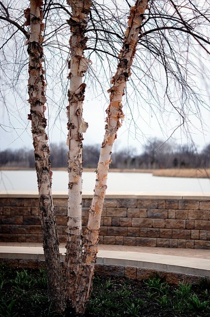 bark offshoots12.com