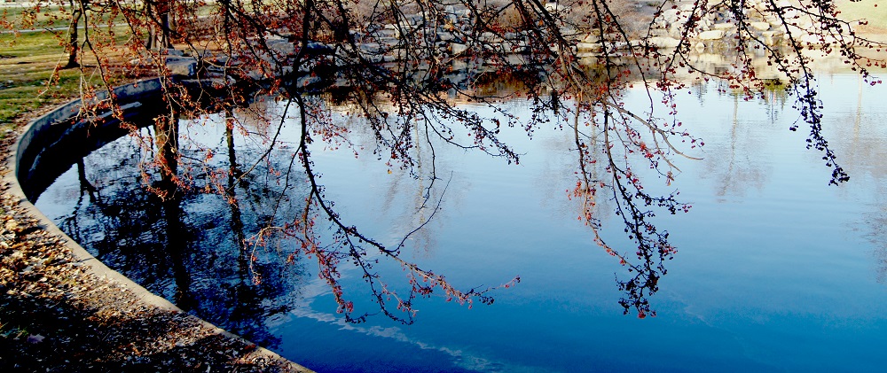 trees theme offshoots12.com