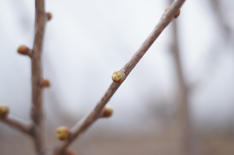 tree buds 2 offshoots12.com