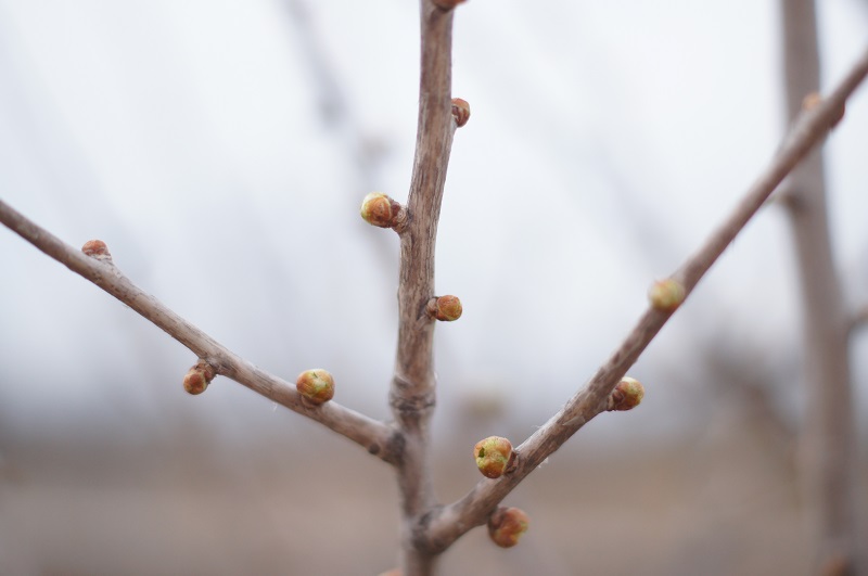 tree buds 1 offshoots12.com