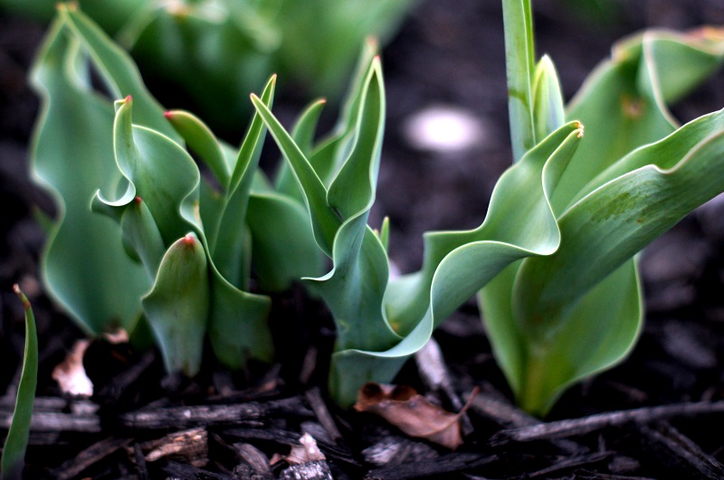 tulip bud 1 offshoots12.com