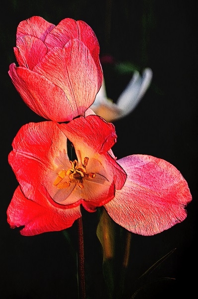 embossed flower offshoots12.com