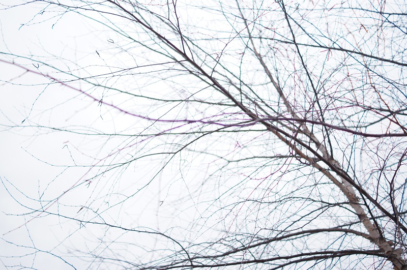 branches offshoots12.com
