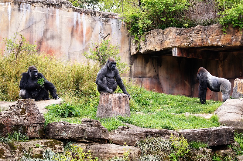 3 apes offshoots12.com