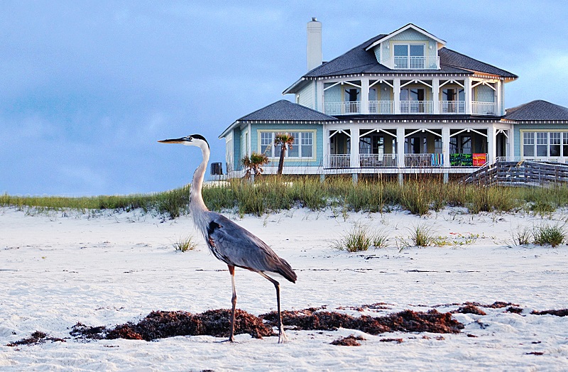 gulf bird offshoots12.com