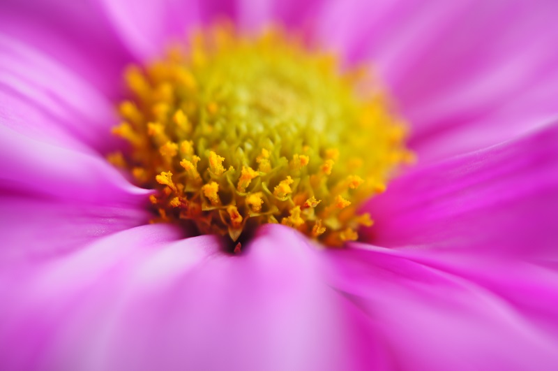 centered offshoots12.com