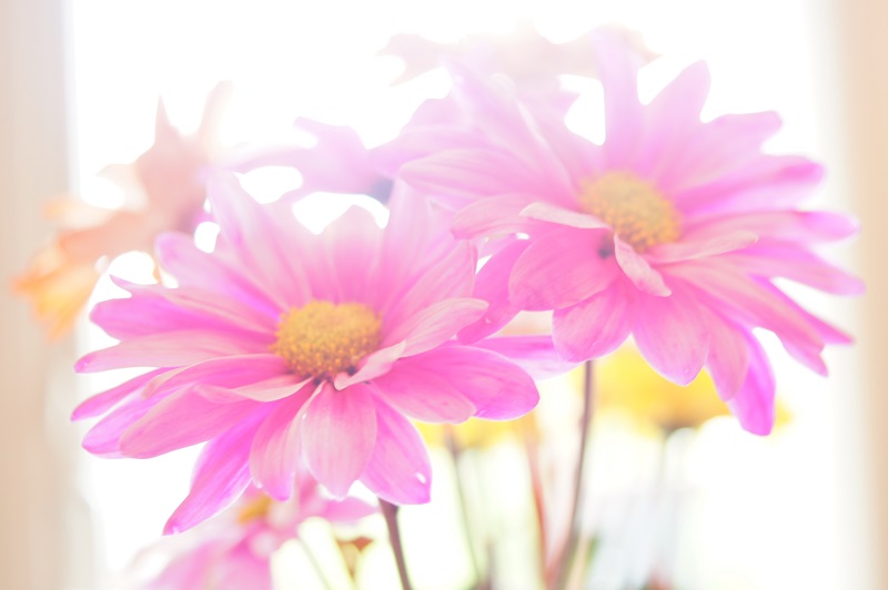 softly offshoots12.com