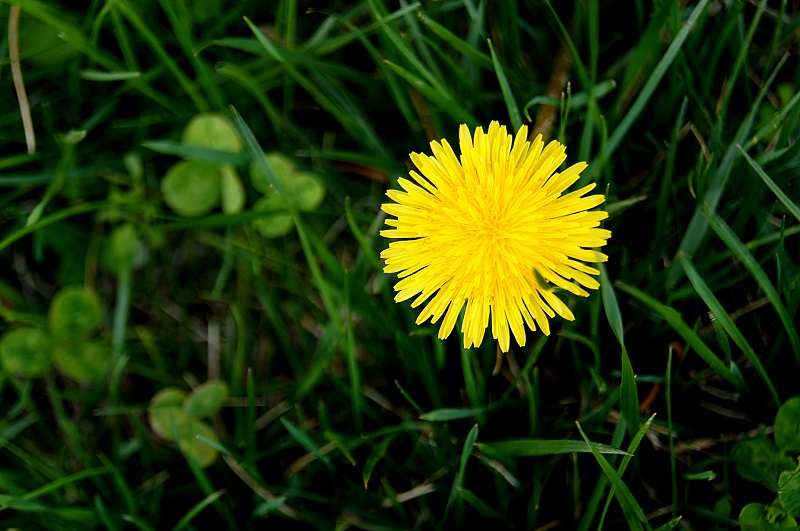 dandy http://offshoots12.com