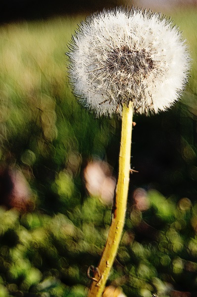 puff http://offshoots12.com