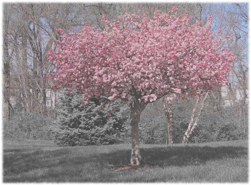 dreamy http://offshoots12.com