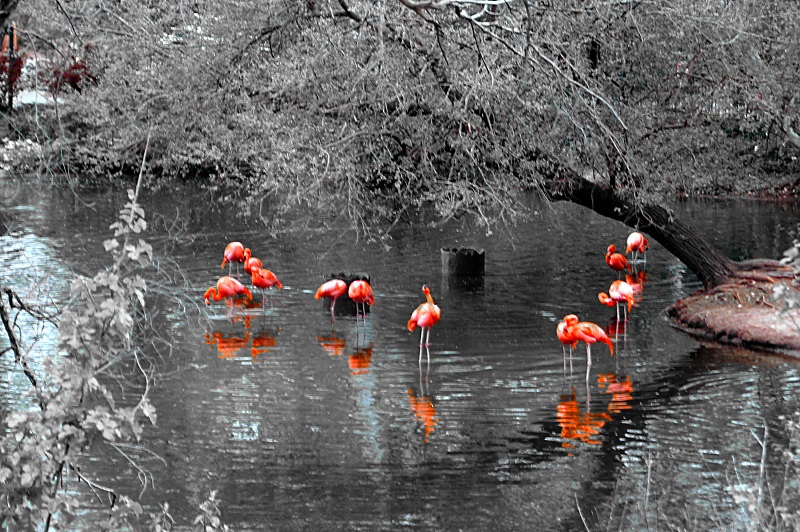 pink ladies http://offshoots12.com