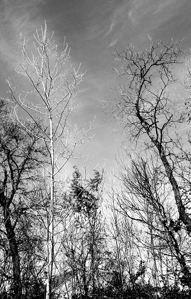 yin http://offshoots12.com