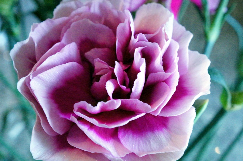 bloom http://offshoots12.com