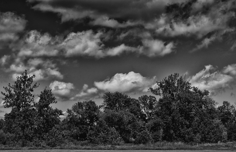 bw trees http://offshoots12.com