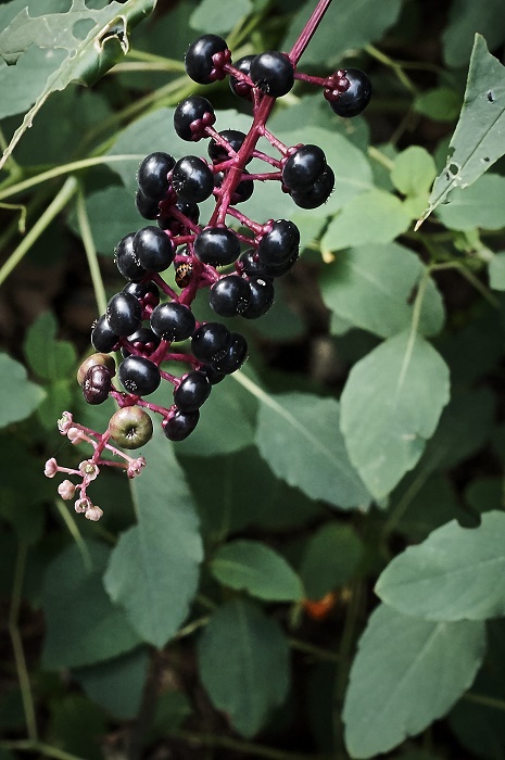 purple-berries http://offshoots12.com
