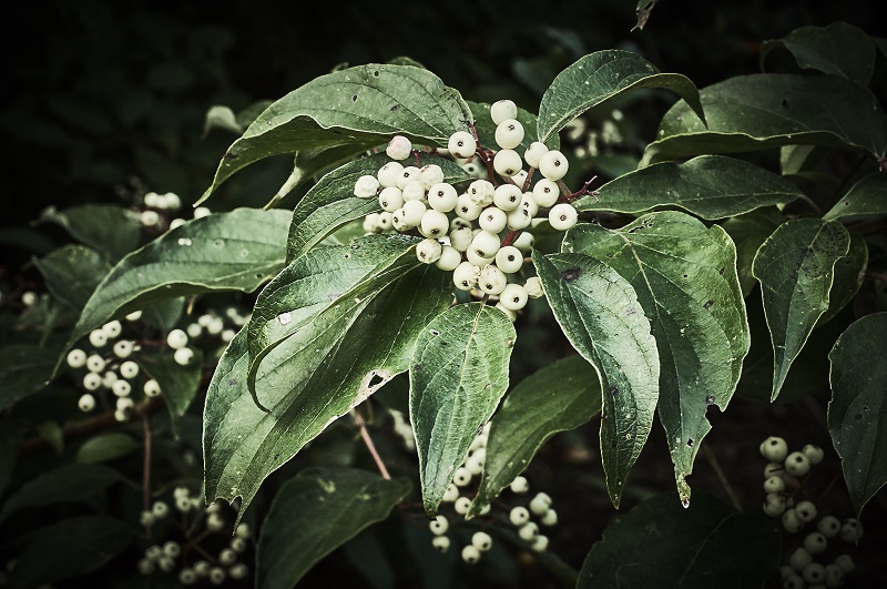 white-berries http://offshoots12.com