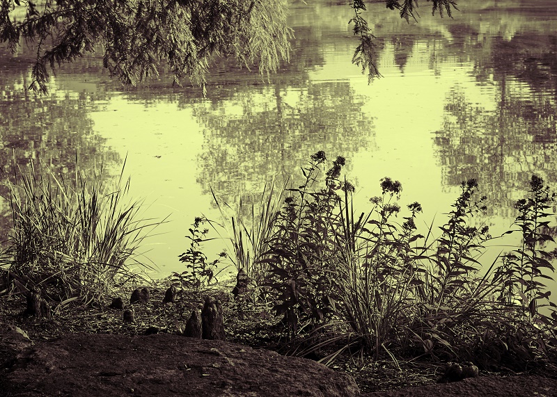 wild by the lake http://offshoots12.com