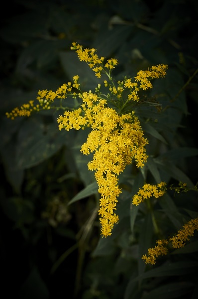 yellow http://offshoots12.com