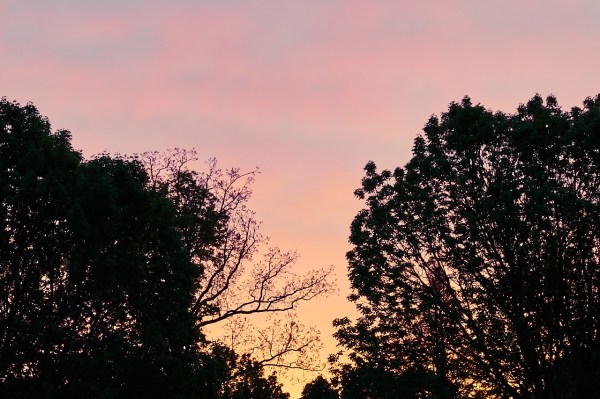 Sunrise through the trees1