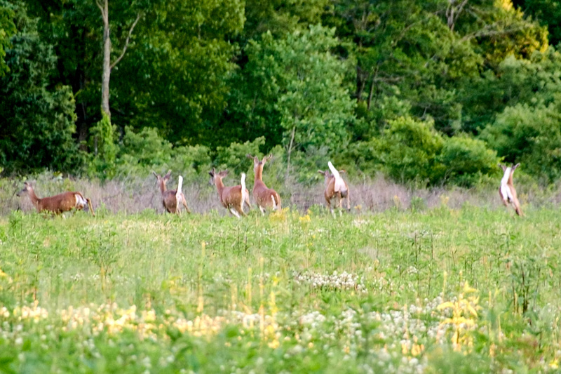 deer 1
