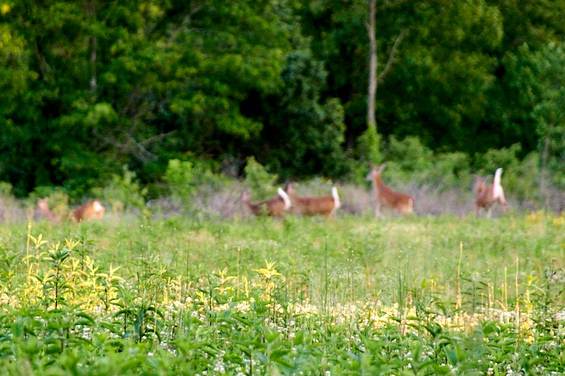 deer 2