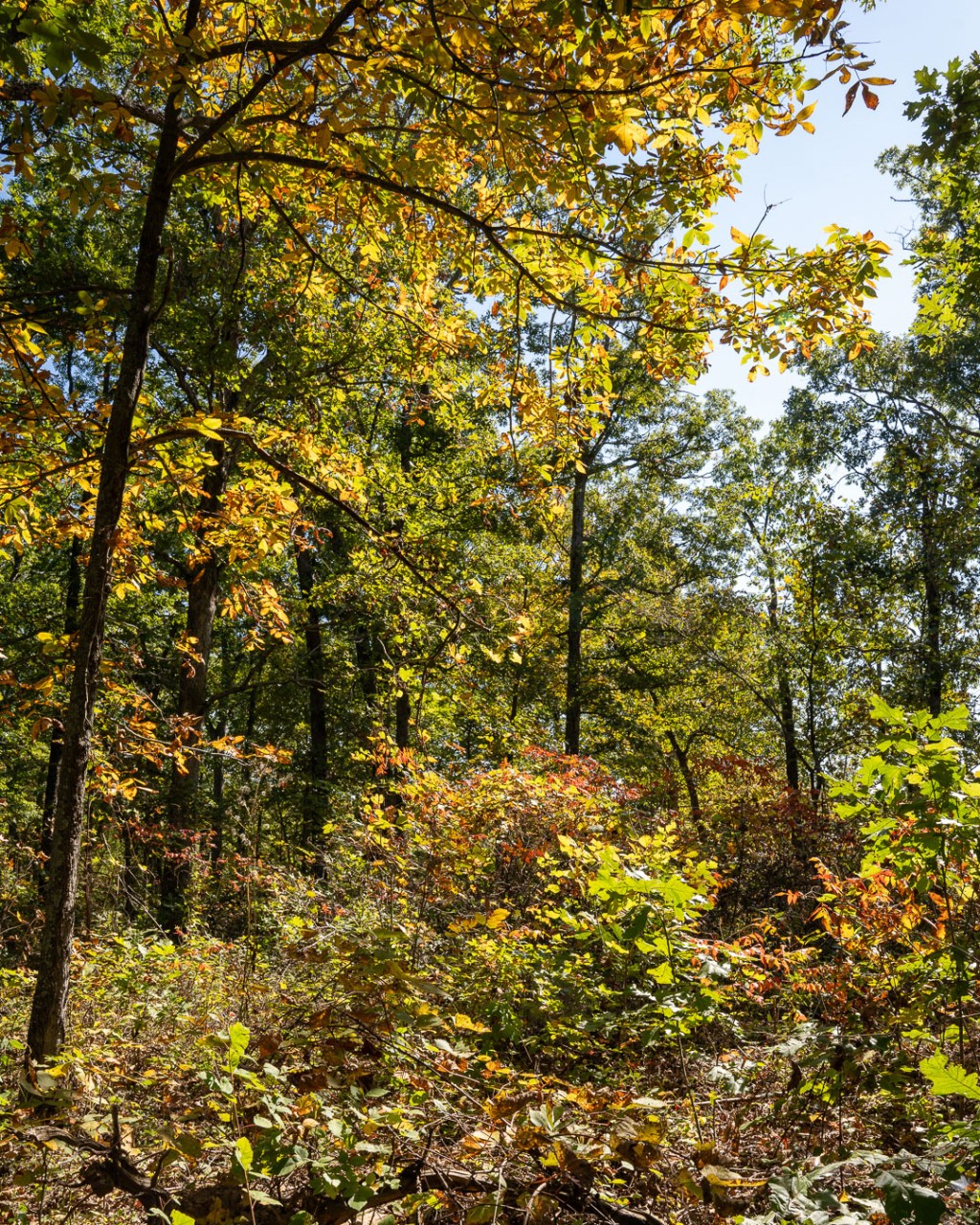 Early Start of Fall Wordless&nbsp;Wednesday