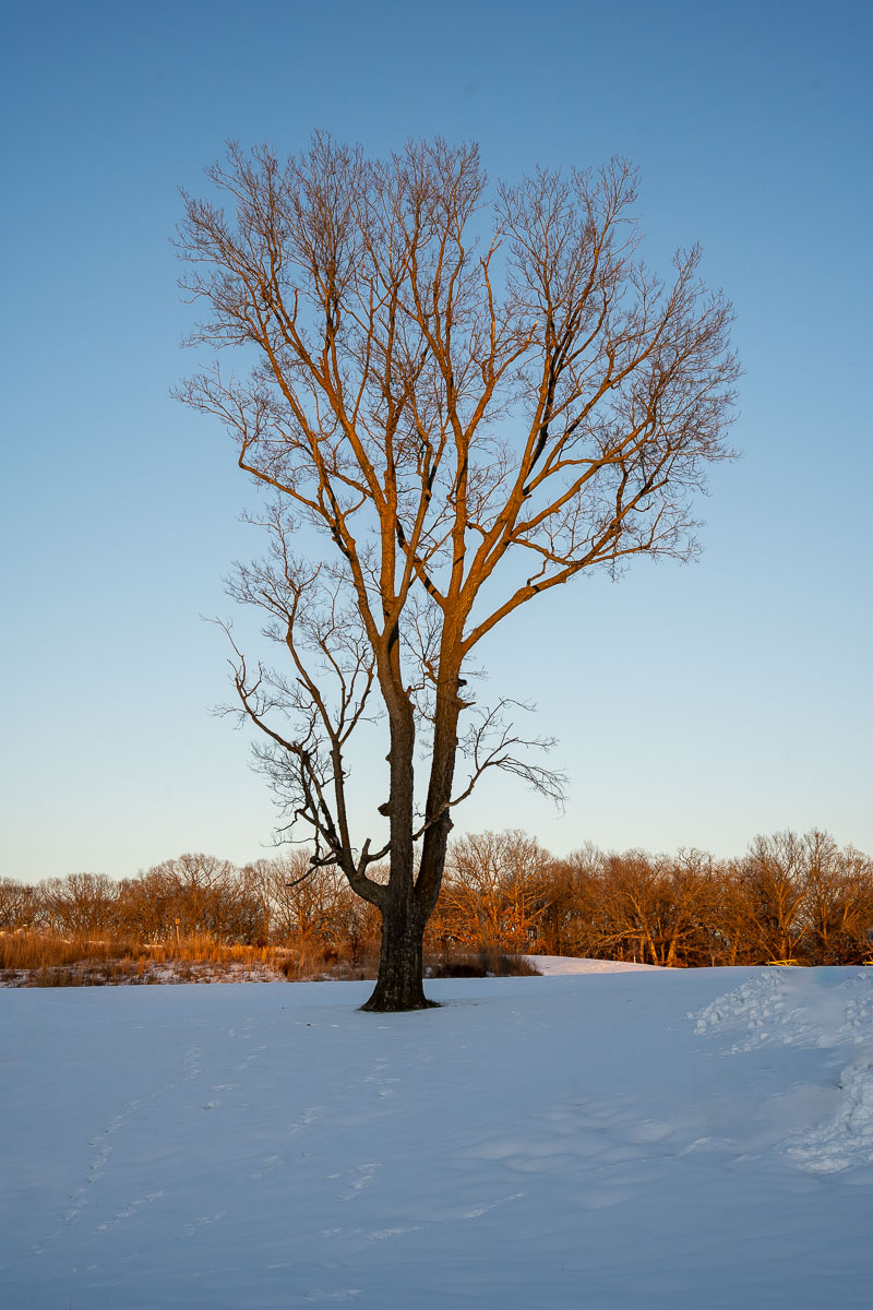 For the Love of&nbsp;Trees