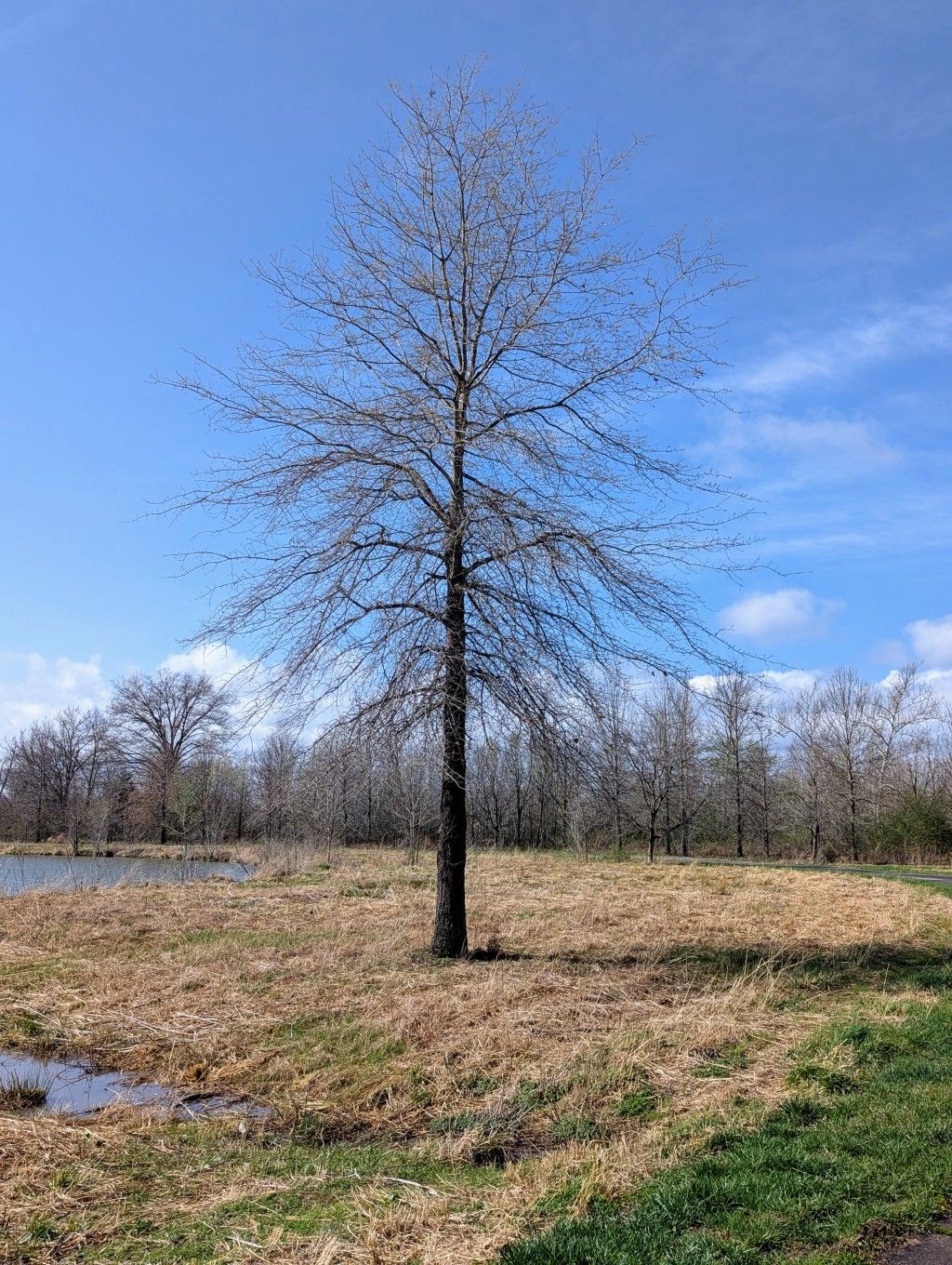 Goodbye Winter Trees and I Wish a Goodbye to&nbsp;Migraine