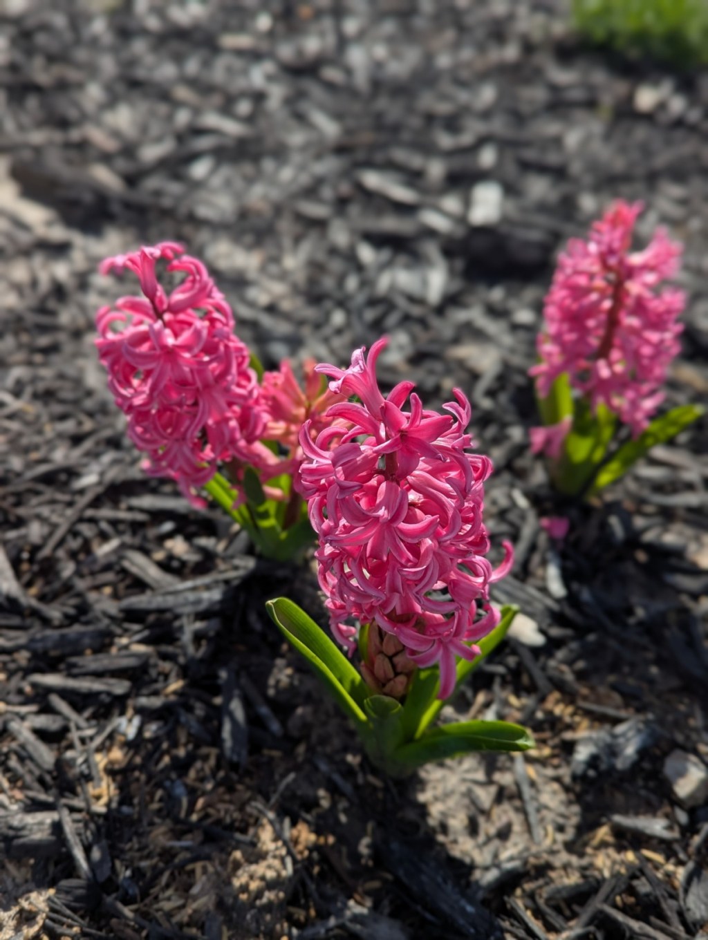 Flowers for Your&nbsp;Friday
