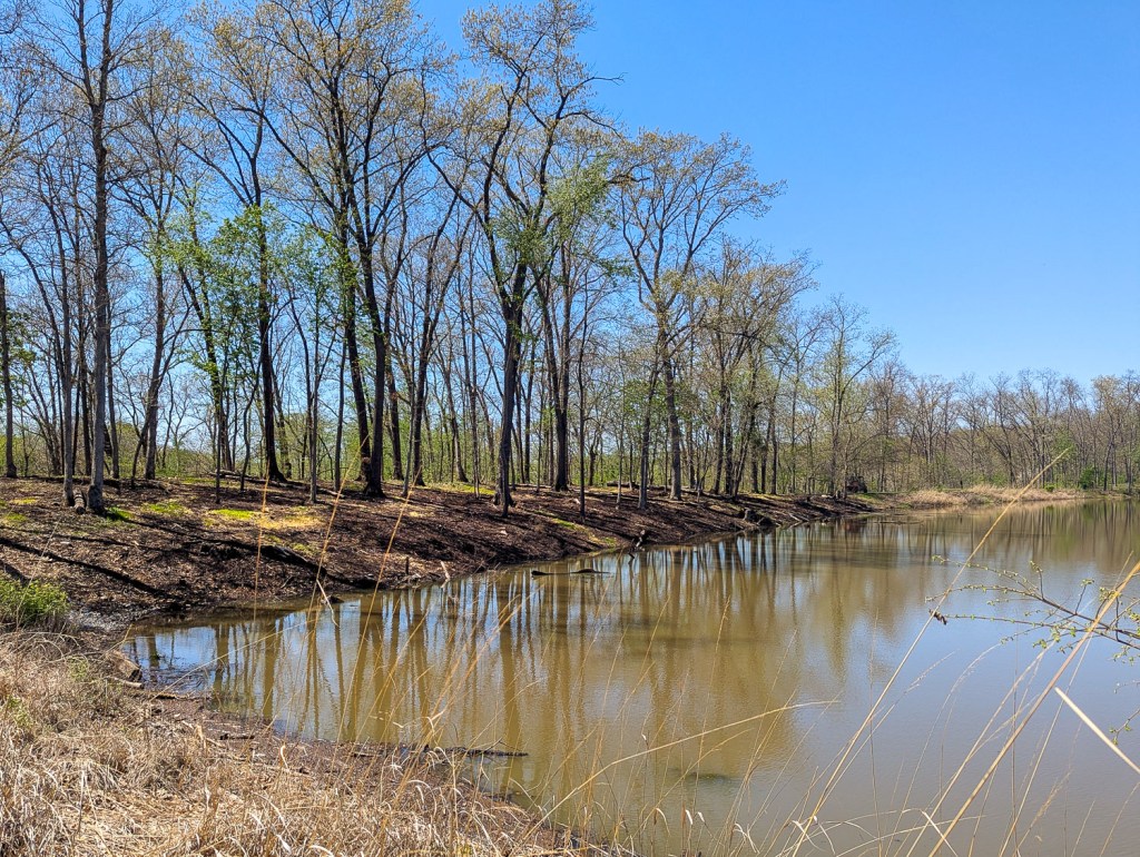 Trees and More&nbsp;Trees