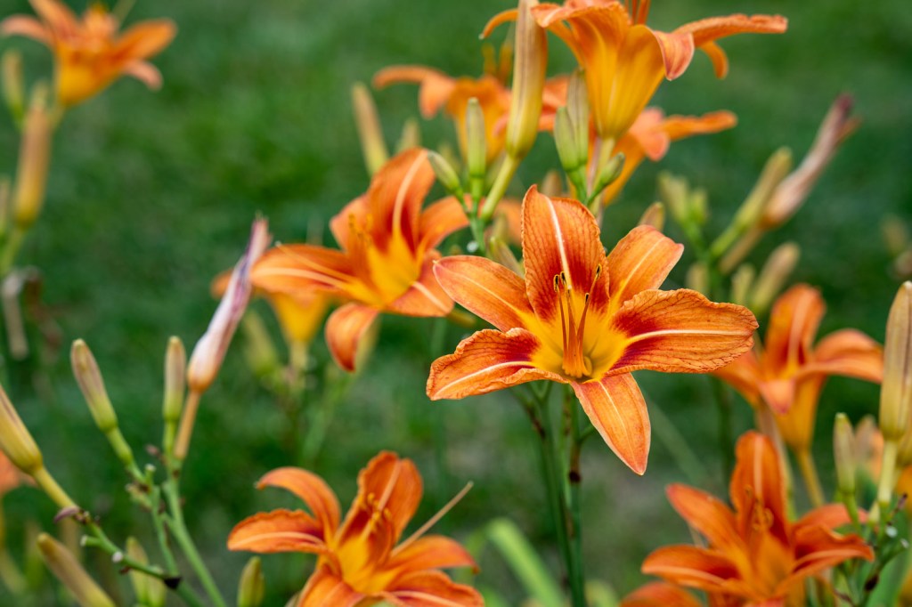 Nature Photography Day