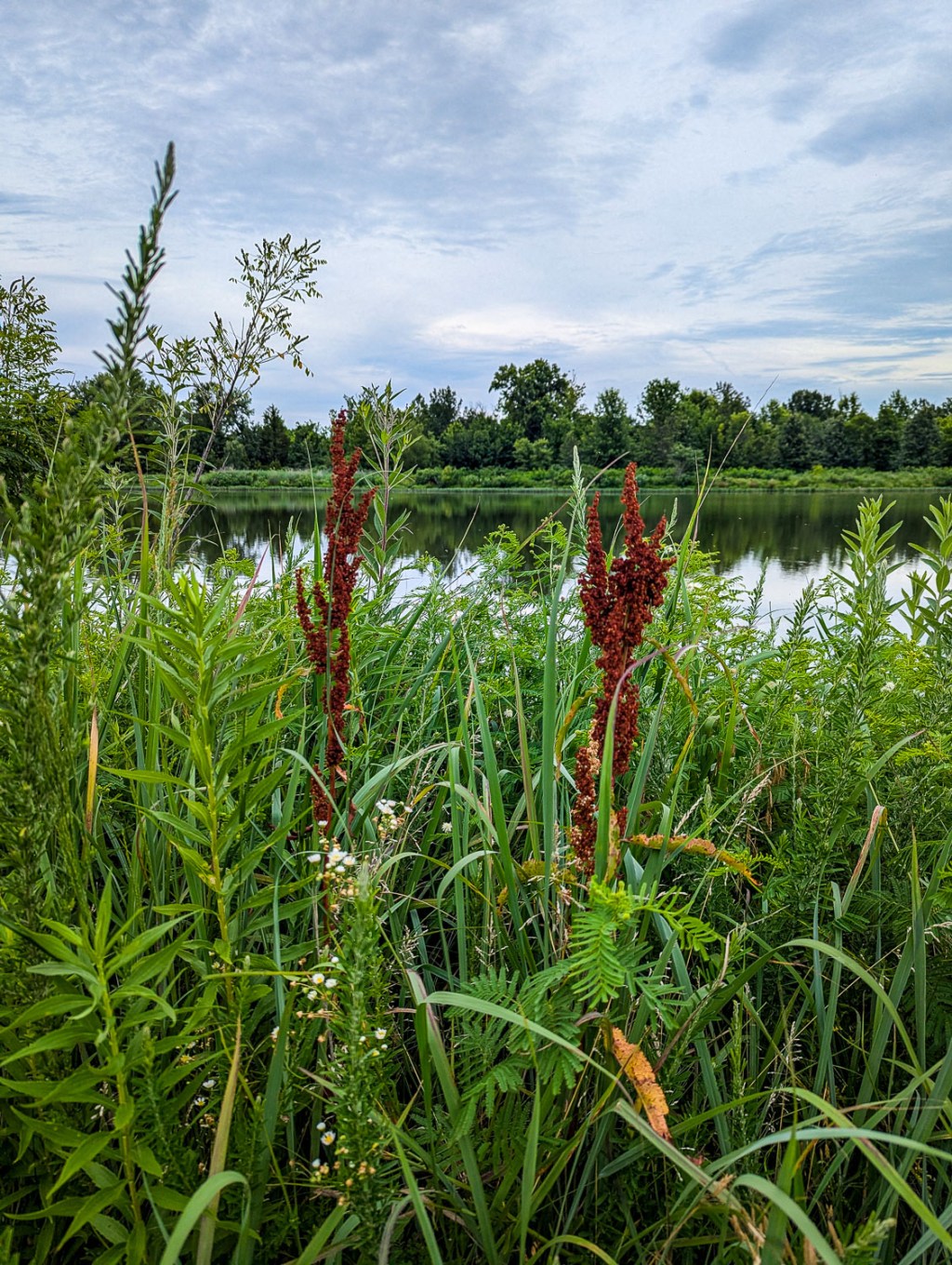 Love my Nature Walks