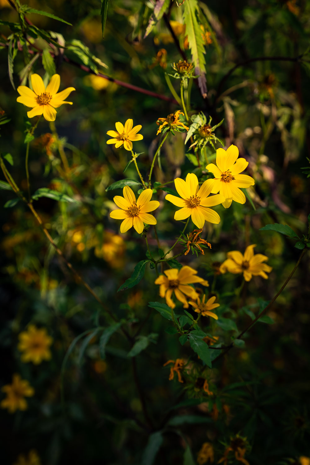 End of Summer Flowers