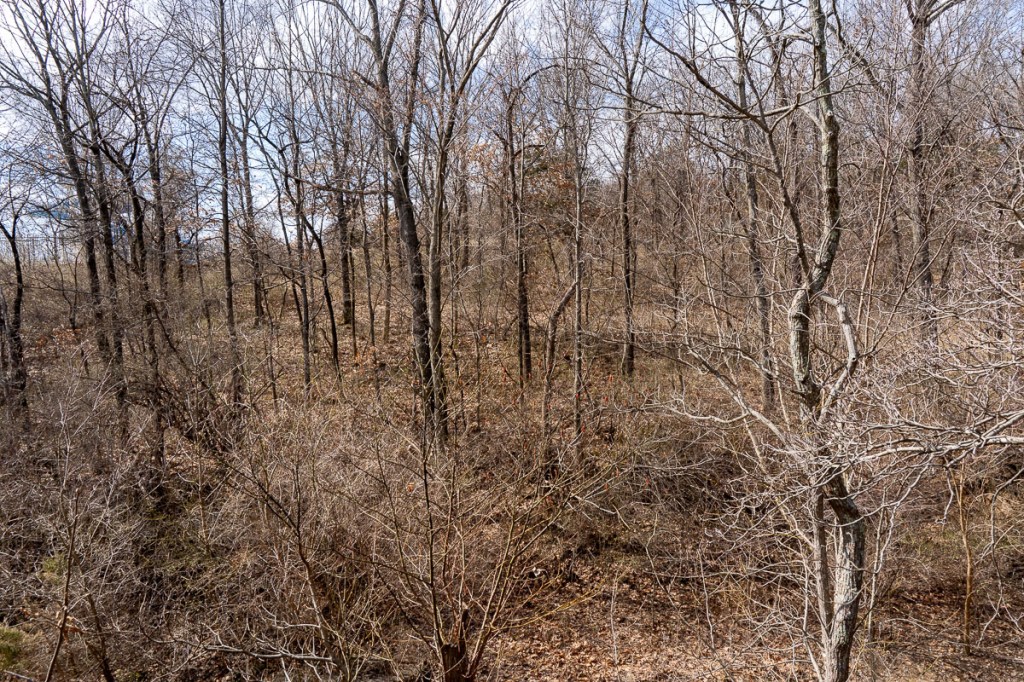 Trees and More&nbsp;Trees