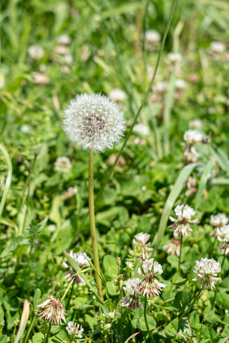 Beautiful Weed