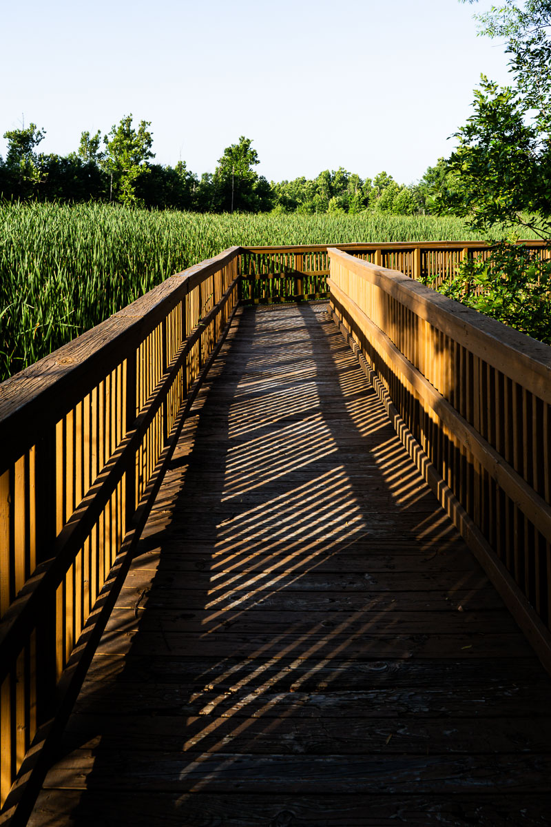 The Boardwalk Marsh