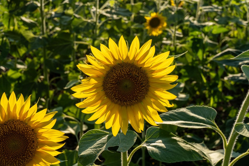 Sunflower Season is Here!